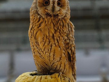 Noc sów 2026 Zapolice, 